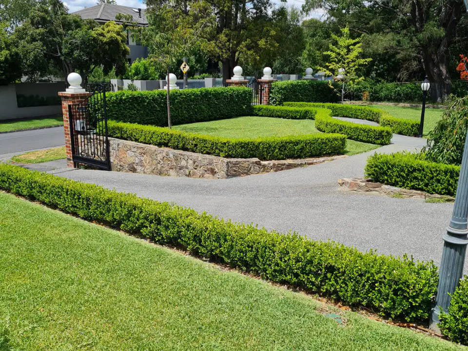 Formal hedges and lawn maintained by GardenScaping in Camberwell