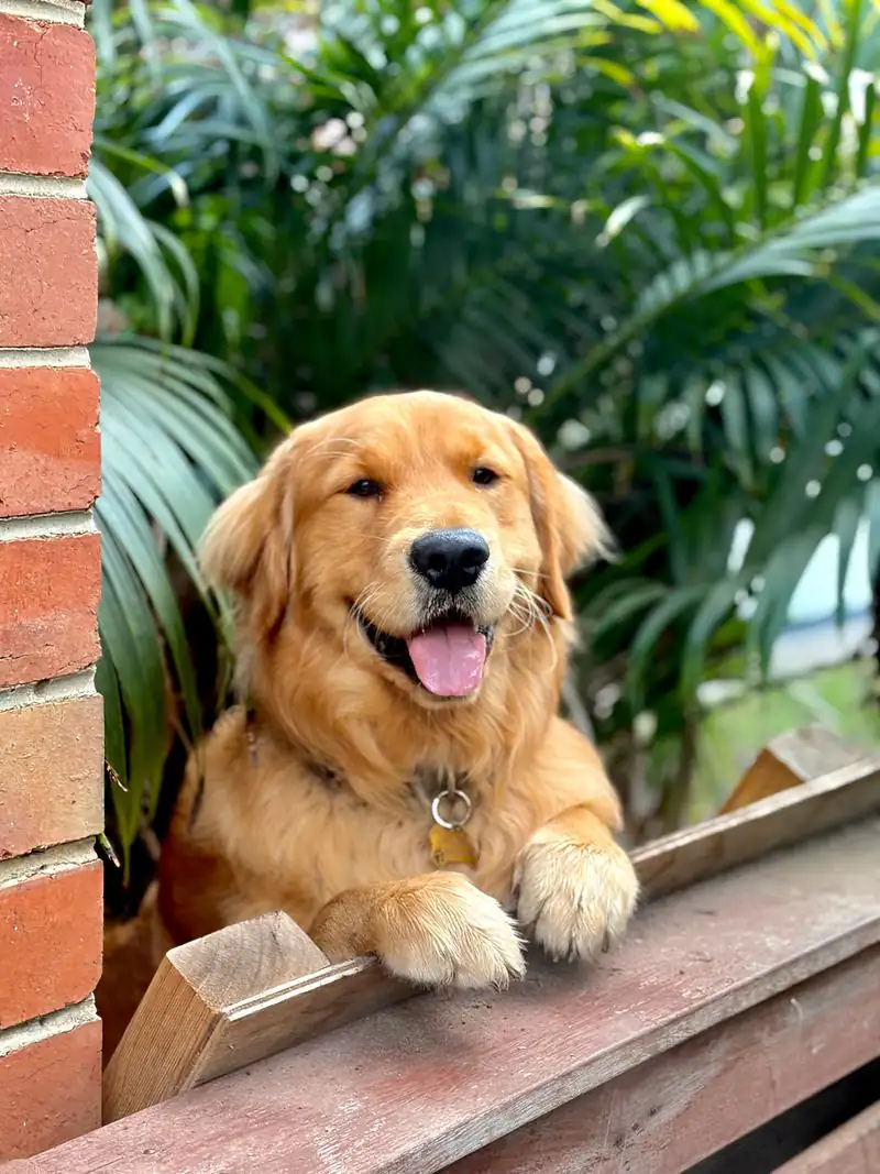 Lenny, Moral Support & Professional Digger at GardenScaping